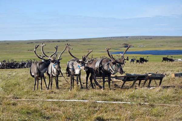 reindeers bandı içinde