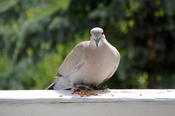 Kumru beyaz tahtada oturuyor.