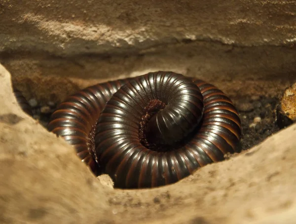 a giant African centipede curled up between the rocks