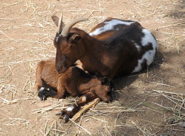Uyuyan kahverengi keçi ve bebek keçi