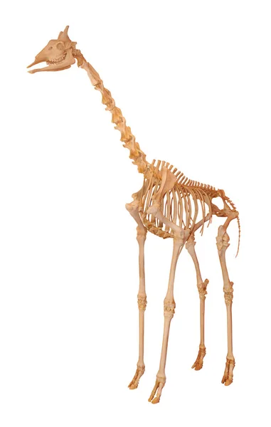 Beyaz arka planda izole edilmiş bir zürafa iskeleti.