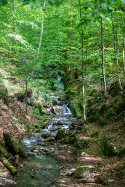 güzel Karpat Dağları