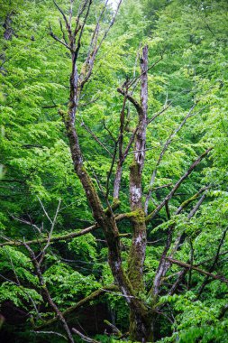 Karpat Dağları'nda orman