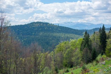 güzel Karpat Dağları