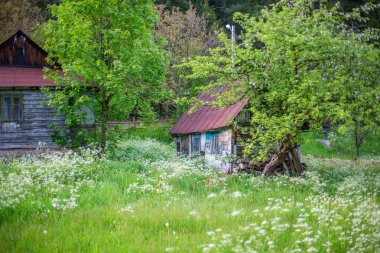 güzel Karpat Dağları