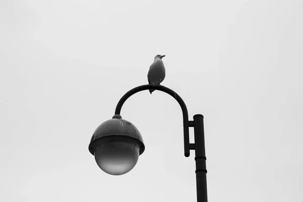 Pájaro en farol de calle —  Fotos de Stock