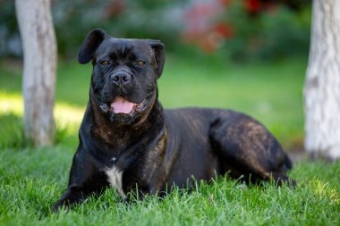  köpek çim üzerinde yalan