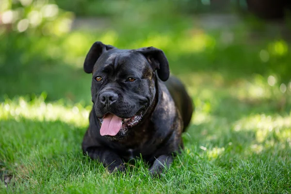Perro acostado sobre hierba —  Fotos de Stock