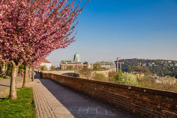 Blooming trees in park — Stock Photo, Image