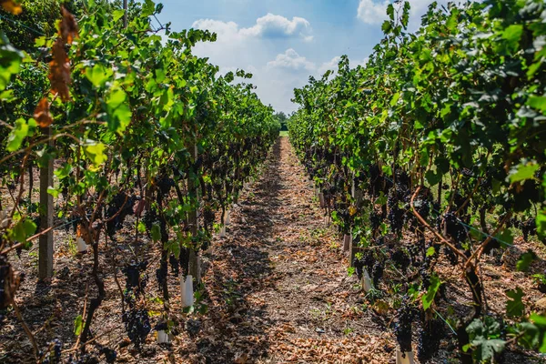 Ubiale Clanezzo bölgesi, Lombardiya bölgesindeki Bergamo eyaletinde yer içinde bağ