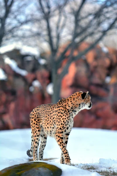 Cheetah toronto Hayvanat Bahçesi