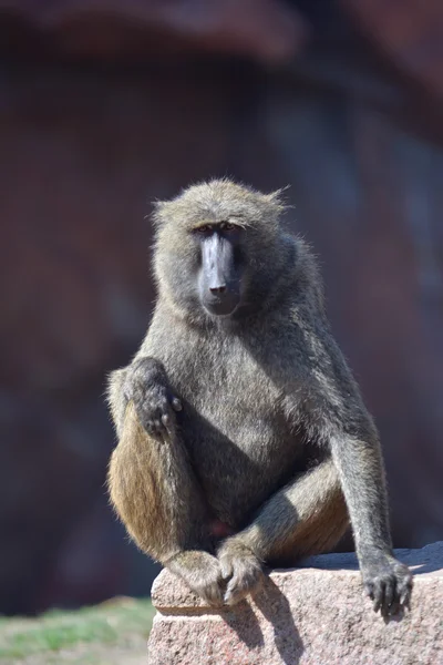 Maymun Toronto Hayvanat Bahçesi 