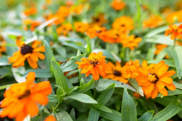 Beautiful Orange Marigolds Flowers Outdoors Nature — Stock Photo, Image