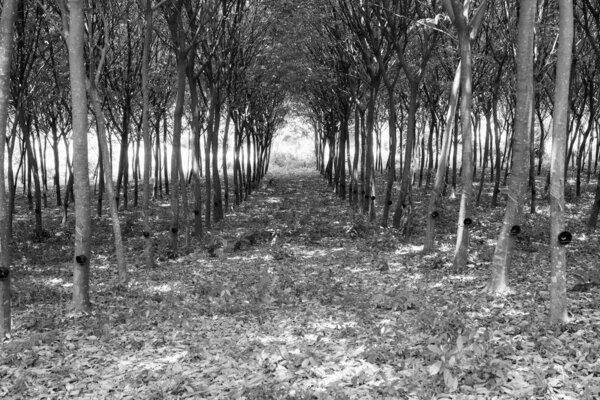 Enchanting Forest Lane Through Rubber Tree Plantation