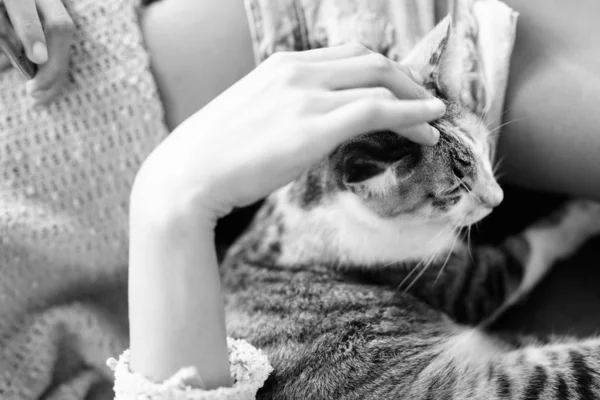 Bonito calico gato sendo acariciado por jovem mulher — Fotografia de Stock