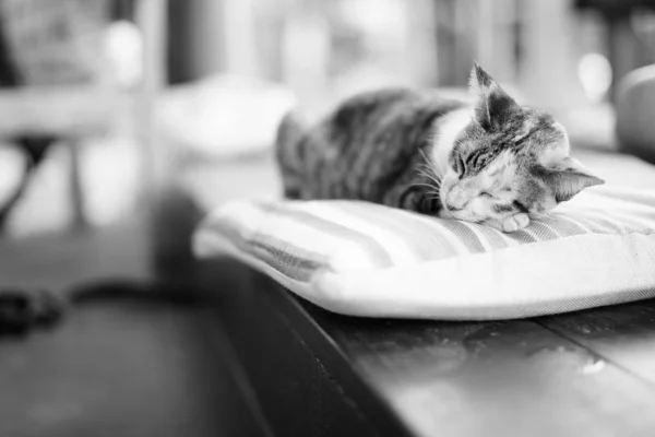 Roztomilý kočka kaliko spí na polštáři — Stock fotografie