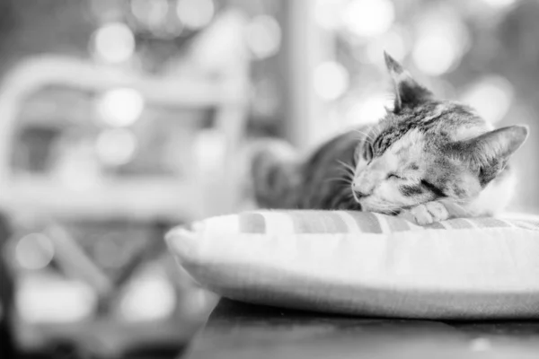 Roztomilý kočka kaliko spí na polštáři — Stock fotografie