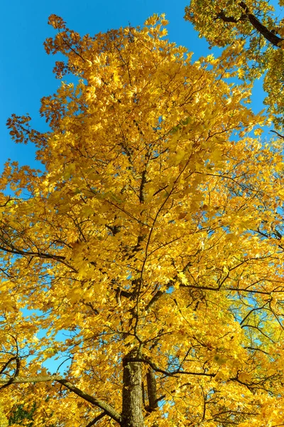 公園の紅葉の鮮やかな黄色の葉 — ストック写真