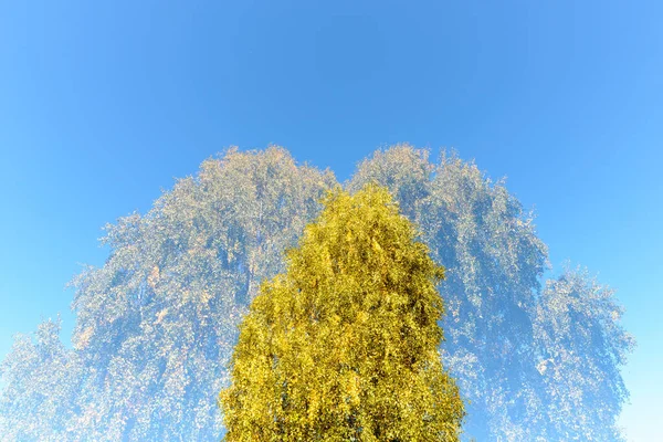Portrait Tall Green Trees Overlaying Each Other Blue Sky Double — ストック写真
