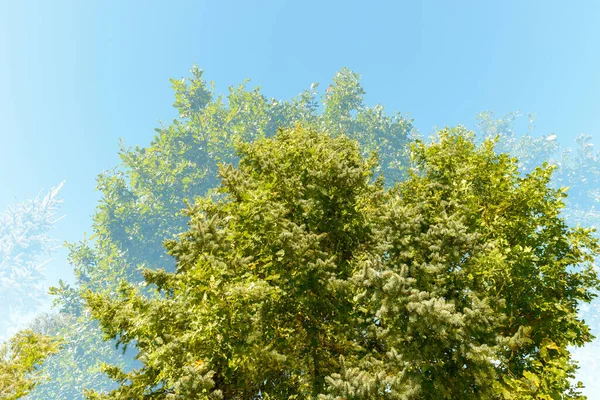 Portrait Tall Green Trees Overlaying Each Other Blue Sky Double — ストック写真