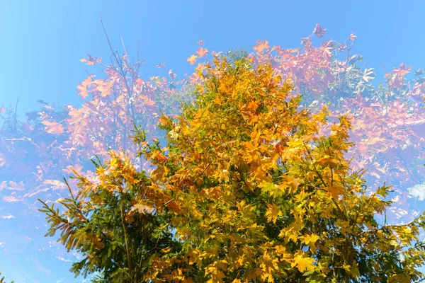 Portrait Tall Green Trees Overlaying Each Other Blue Sky Double — ストック写真