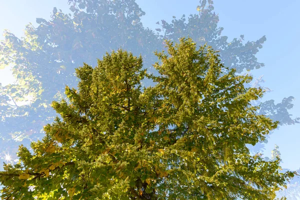 Portrait Tall Green Trees Overlaying Each Other Blue Sky Double — ストック写真