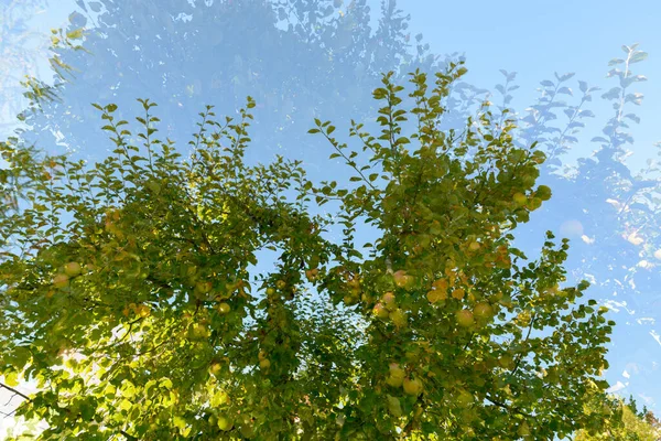 Portrait Tall Green Trees Overlaying Each Other Blue Sky Double — ストック写真