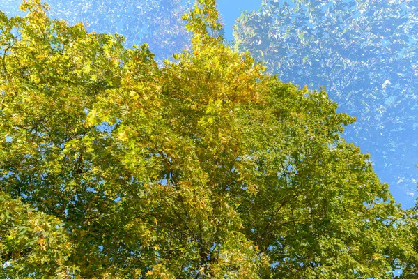 Portrait Tall Green Trees Overlaying Each Other Blue Sky Double — ストック写真