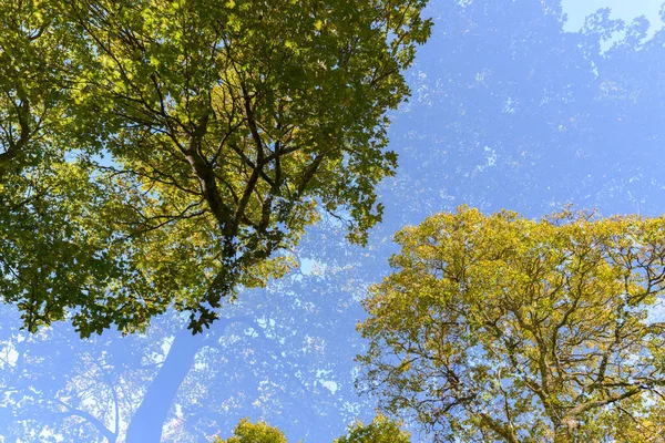 Portrait Tall Green Trees Overlaying Each Other Blue Sky Double — ストック写真