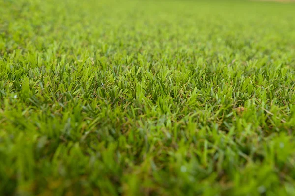 Portrait Green Grass Background Texture Shallow Depth Field — Stock Photo, Image