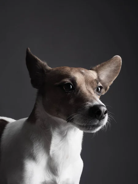 Retrato de Jack Russell terrier —  Fotos de Stock