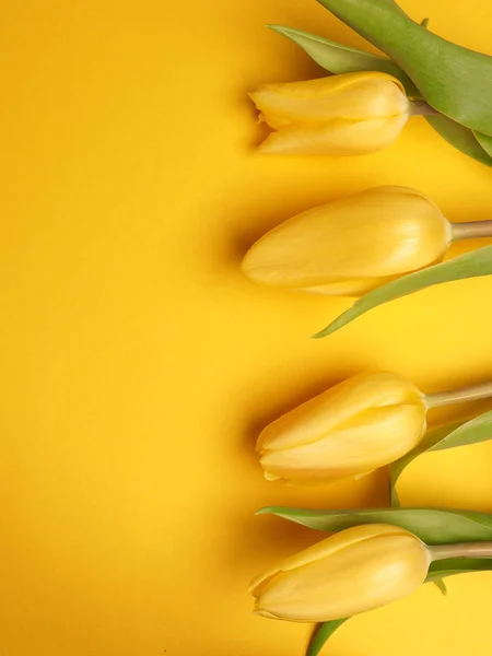 Spring time, yellow tulips — Stock Photo, Image