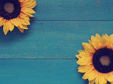 Ayçiçeği mavi ahşap üzerine