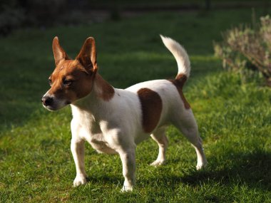 Jack Russell Terrier bir Bahçe