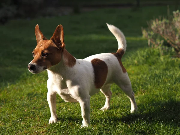 Jack Russell Terrier v zahradě — Stock fotografie