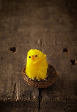 bir yuvaya sevimli civciv