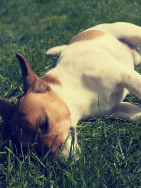 Sevimli uyuyan köpek yakın çekim