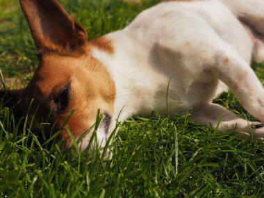 sevimli köpek yakın çekim