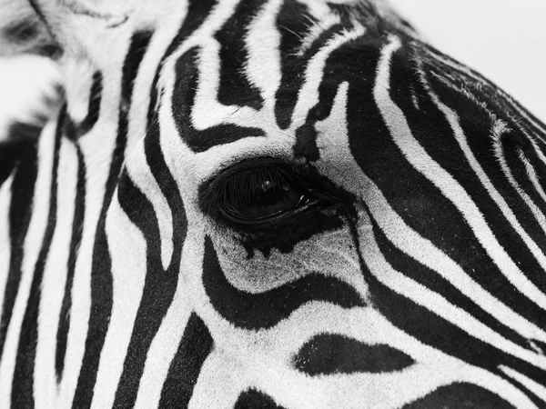 Close-up van een zebra — Stockfoto