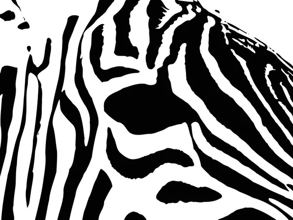 Olho de uma zebra — Vetor de Stock