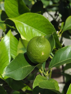 Taze yeşil limon meyve