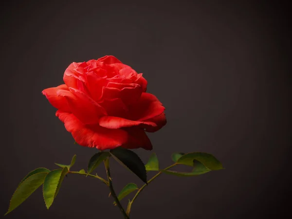 Red rose on a dark background — Stock Photo, Image