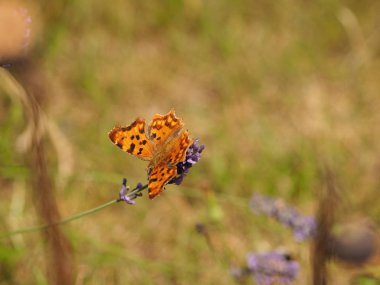 Çokgonya c-albüm kelebeği