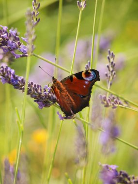 Avrupa tavus kuşu (Aglais io)