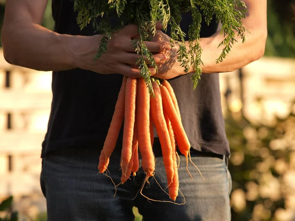 Adam holding organik havuç