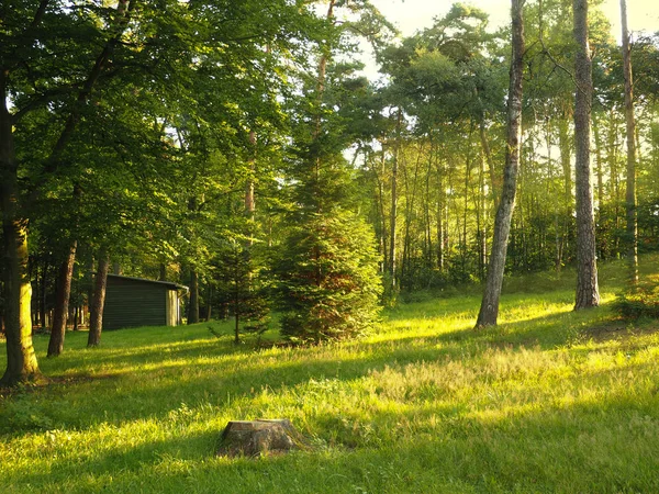 Travi leggere nel bosco — Foto Stock