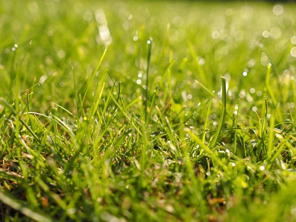 Gras met zachte bokeh — Stockfoto
