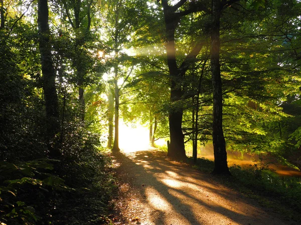 Lumière vive le matin — Photo