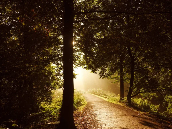 Sole luminoso del mattino — Foto Stock