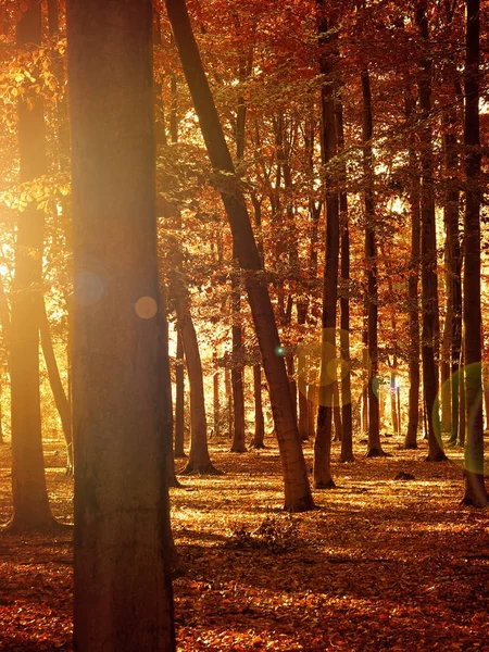 Güzel mevsim doğa kavramı